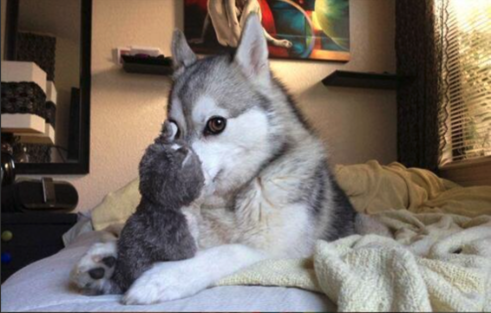 Photo of dog "whispering" to a stuffed animal