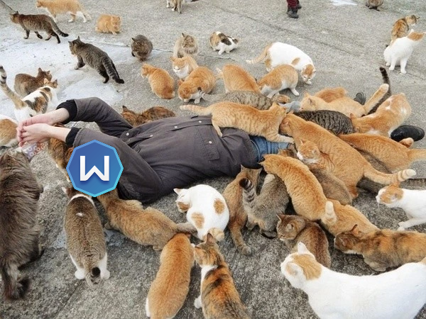 The Pets of Windscribe